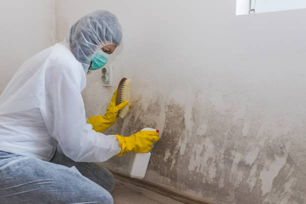 Best Mold Remediation for Healthcare Facilities  in Friend, NE