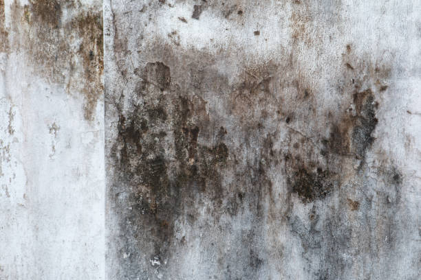 Best Emergency Mold Remediation  in Friend, NE