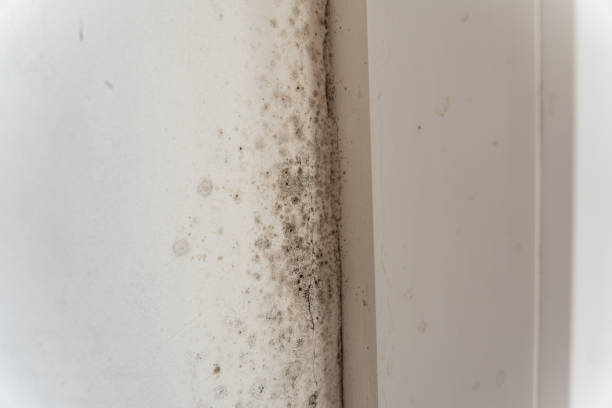 Best Crawl Space Mold Remediation  in Friend, NE