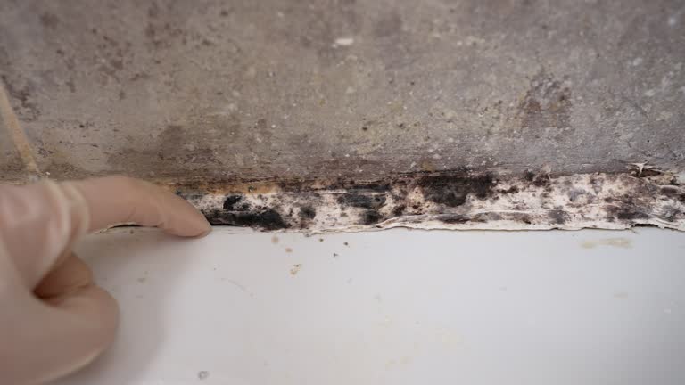 Best Industrial Mold Remediation  in Friend, NE