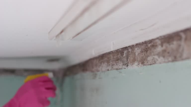 Mold Odor Removal Services in Friend, NE